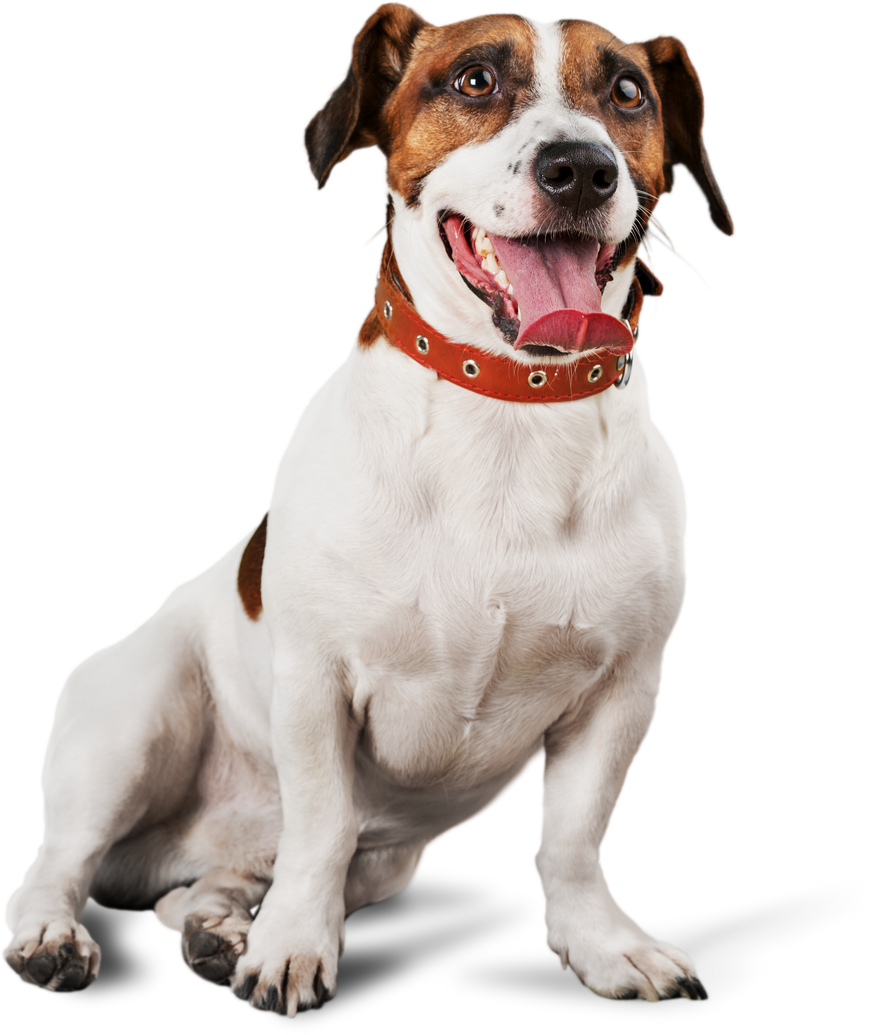 Jack Russell Terrier Sitting
